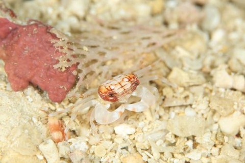 マルバガニ属の1種