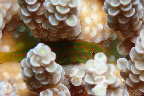 アカテンコバンハゼ