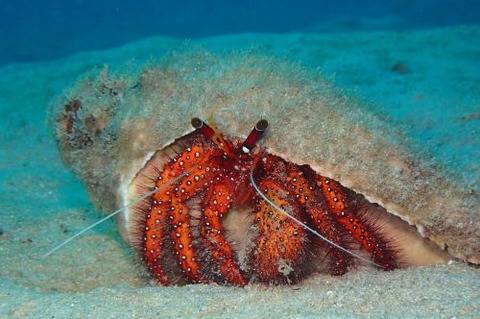 コモンヤドカリ