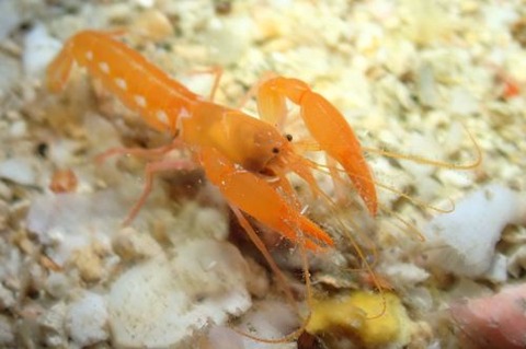 アナエビ科の1種