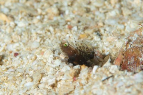 ホタテツノハゼ