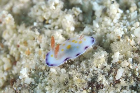 コモンウミウシ
