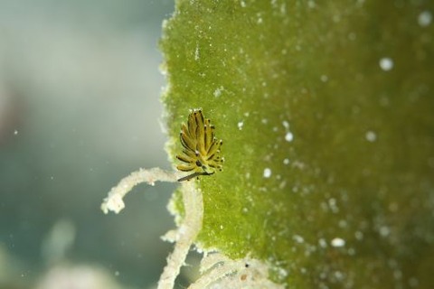 イリオモテモウミウシ