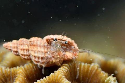 Pagurixus maorus