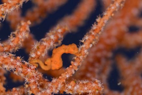 カクレタツノコ