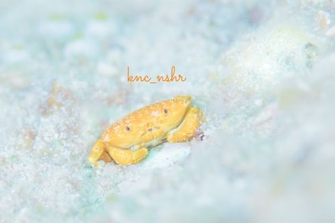 オウギガニ科の1種