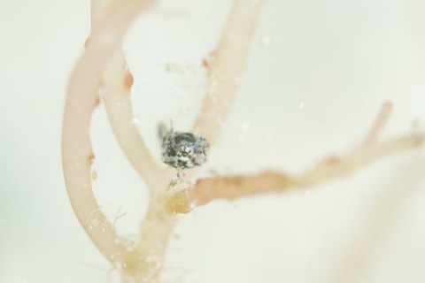 ハタタテギンポ