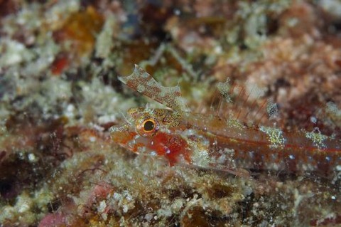 ホタテヘビギンポ