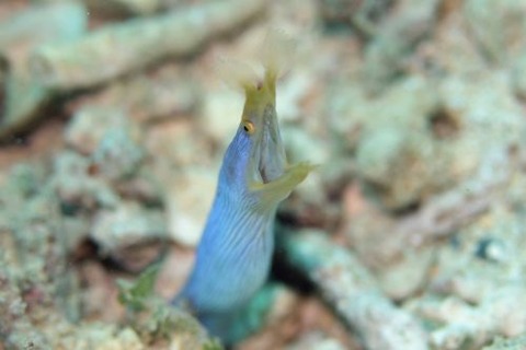 ハナヒゲウツボ