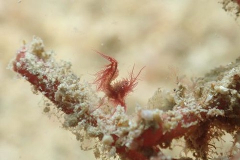 フィコカリス・シムランス