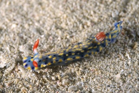 ホシゾラウミウシ