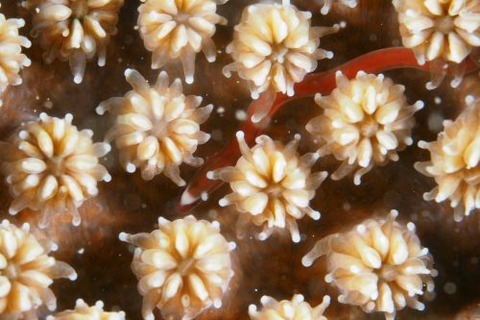 Bulbonaricus davaoensis