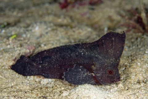 ツマジロオコゼ