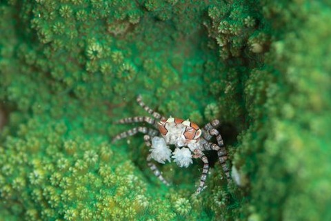 キンチャクガニ