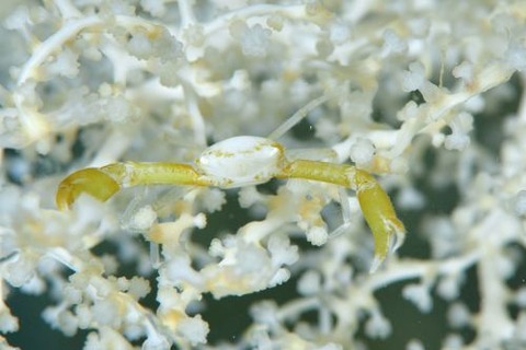 ウスイロサンゴガニ