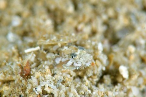 ヒゲモジャハゼ