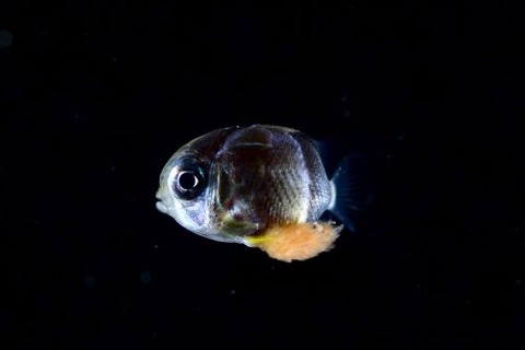 刺激的な水中生物