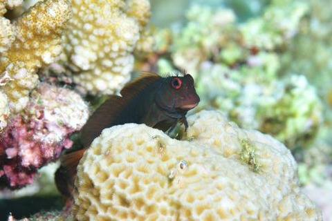 タテガミカエルウオ