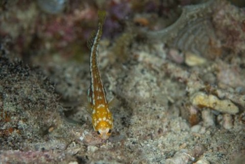 ホシカゲアゴアマダイ