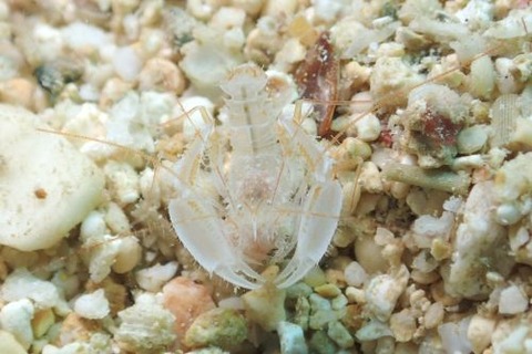 サンゴヒメエビ