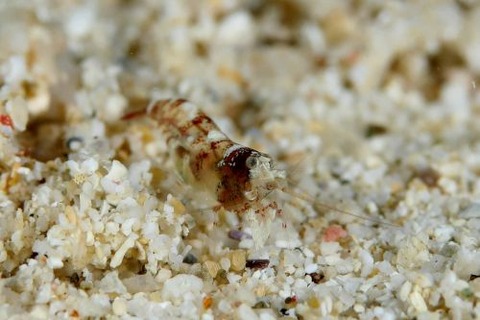 ヤドリエビモドキ