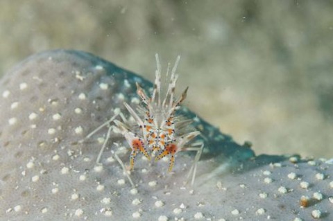 トゲツノメエビ