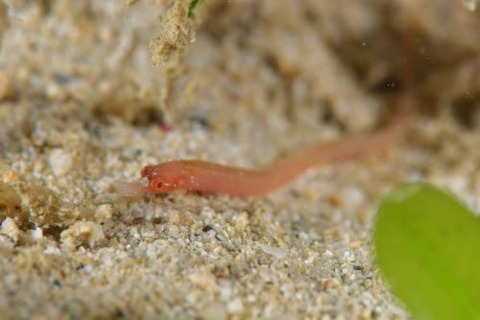 ヨウジウオ科の1種