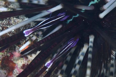 ガンガゼエビ