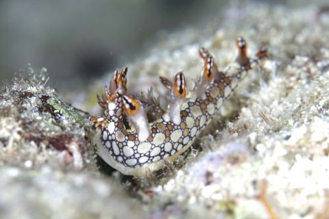 ヒオドシユビウミウシ