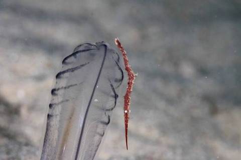 トガリモエビ属の1種