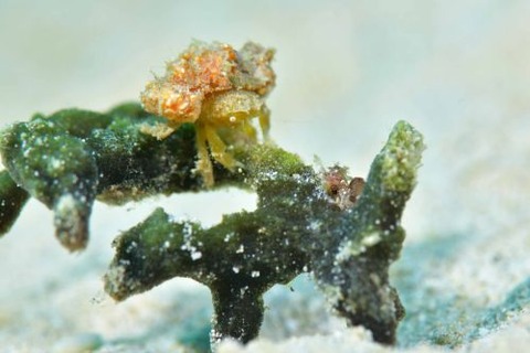 シカクイソカイカムリ