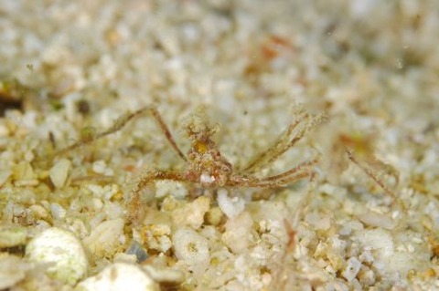 クモガニ科の1種