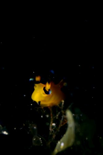 ウデフリツノザヤウミウシ