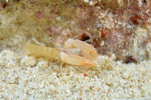 アナエビ科の1種