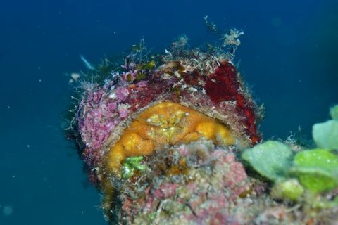 カイカムリ科の1種