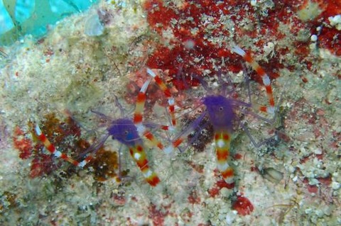 ステノプス・テヌイロストリス