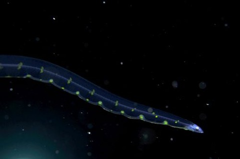 刺激的な水中生物