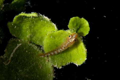 ウミショウブハゼ属の1種