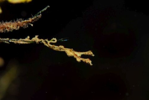 キオネミクティス・ルメンガニィ