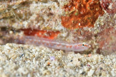 コモンヤナギハゼ