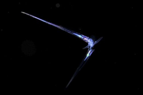 刺激的な水中生物