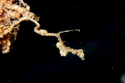 キオネミクティス・ルメンガニィ