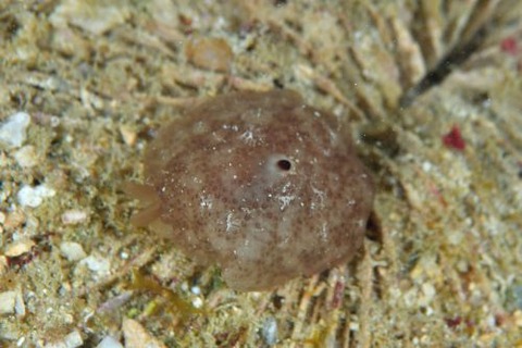 ヒノマルフシエラガイ