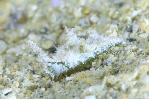 ゴクラクミドリガイ科の1種