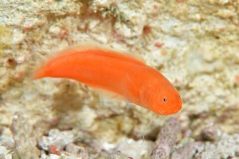 リュウキュウイタチウオ属の1種