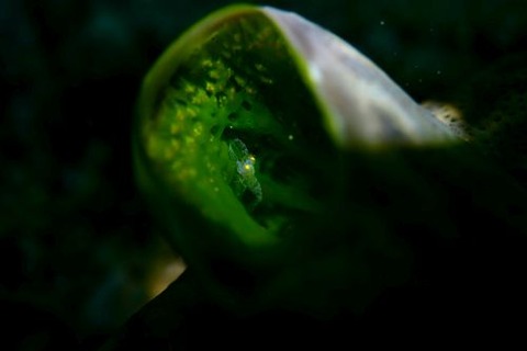 Periclimenaeus storchi