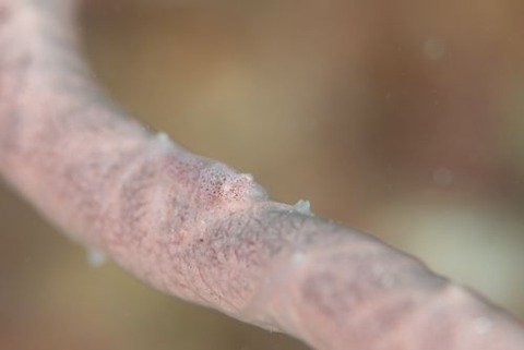 ヂェラストカリス・パロンアェ