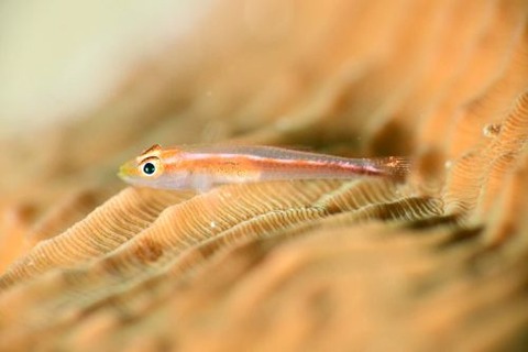 アカスジウミタケハゼ