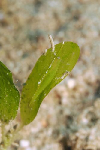 ヒラツノモエビ