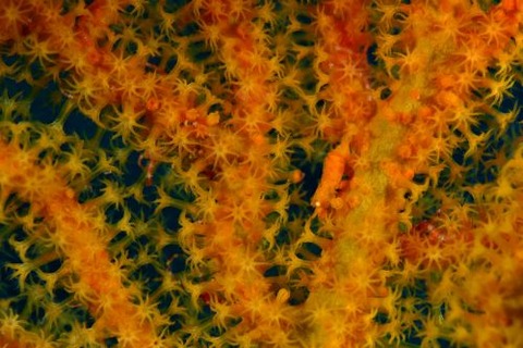 イソバナカクレエビ